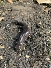 Ambystoma jeffersonianum