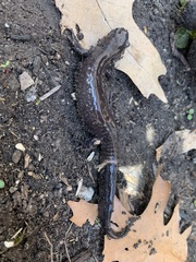 Ambystoma jeffersonianum