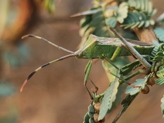 Prismatocerus prominulus