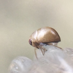 Neoplea striola