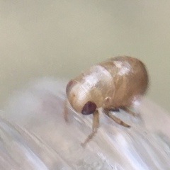 Neoplea striola