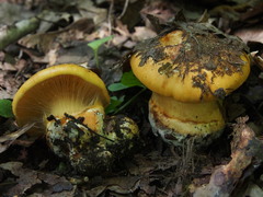 Calonarius alcalinophilus