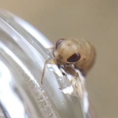 Neoplea striola