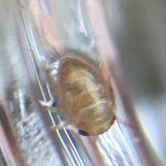 Neoplea striola