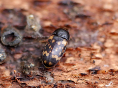 Mycetophagus atomarius