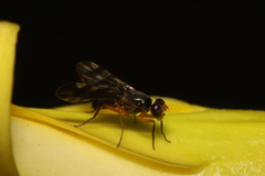 Ocnerioxyna maripilosa