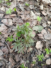 Ranunculus cassubicus