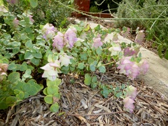Origanum libanoticum