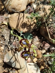 Ophrys speculum