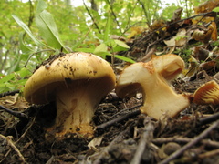 Calonarius alcalinophilus