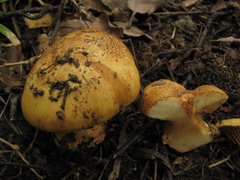 Calonarius alcalinophilus