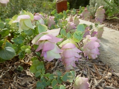 Origanum libanoticum