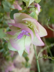 Origanum libanoticum