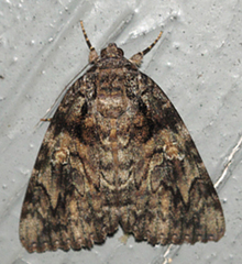 Catocala ilia