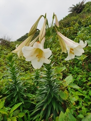 Lilium longiflorum scabrum