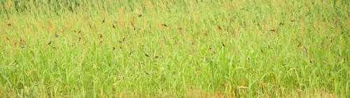 Baya Weaver (Ploceus philippinus), photo 6