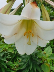 Lilium longiflorum scabrum