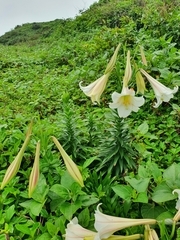 Lilium longiflorum scabrum
