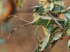 Prismatocerus prominulus
