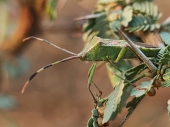 Prismatocerus prominulus