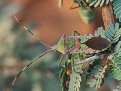 Prismatocerus prominulus