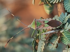 Prismatocerus prominulus