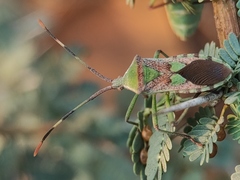 Prismatocerus prominulus