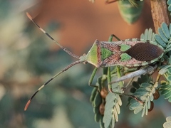 Prismatocerus prominulus