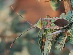 Prismatocerus prominulus