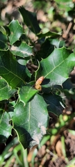 Quercus coccifera