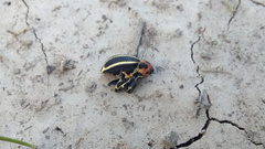 Neodiplogrammus quadrivittatus