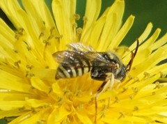 Nomada luteoloides