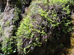 Anaphalioides trinervis