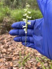 Spiranthes sylvatica