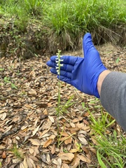 Spiranthes sylvatica