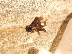 Svercacheta siamensis