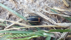 Neodiplogrammus quadrivittatus