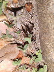 Svercacheta siamensis