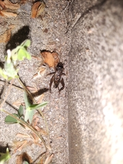 Svercacheta siamensis