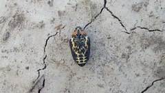 Neodiplogrammus quadrivittatus