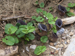 Aristolochia cretica