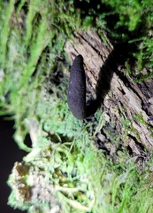 Xylaria castorea
