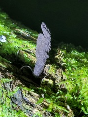 Xylaria castorea