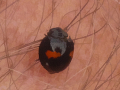 Chilocorus canariensis