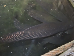 Arapaima