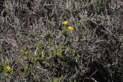 Euryops subcarnosus