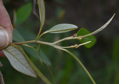 Pomaderris argyrophylla