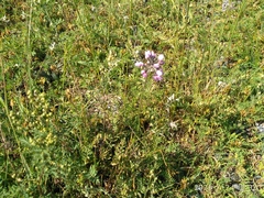 Allium rubens