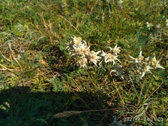 Leontopodium ochroleucum