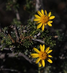 Euryops subcarnosus